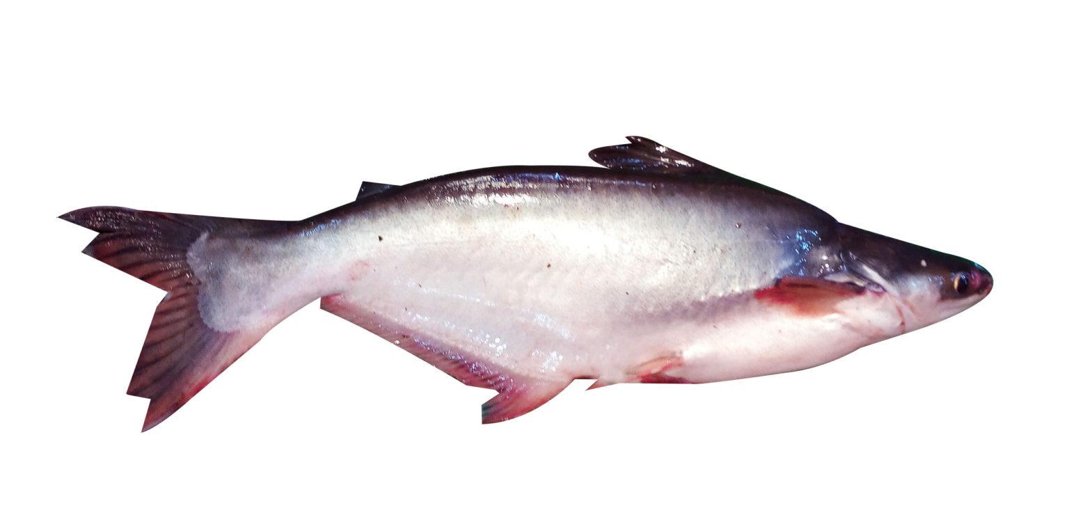 Ocean’s Bounty: Cream Dory Fish Fillet Delights for Every Palate ...