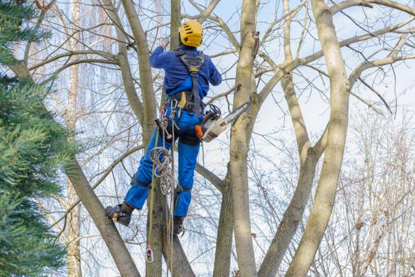 Tree Removal Safety: Best Practices for Avoiding Common Hazards