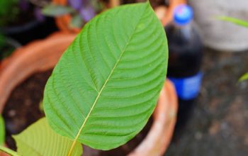 Kratom Vendors with Consistent Quality