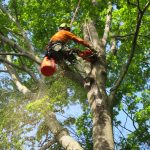 Tree Service for Schools, Parks, and Public Spaces