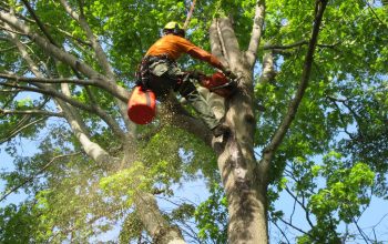 Tree Service for Schools, Parks, and Public Spaces