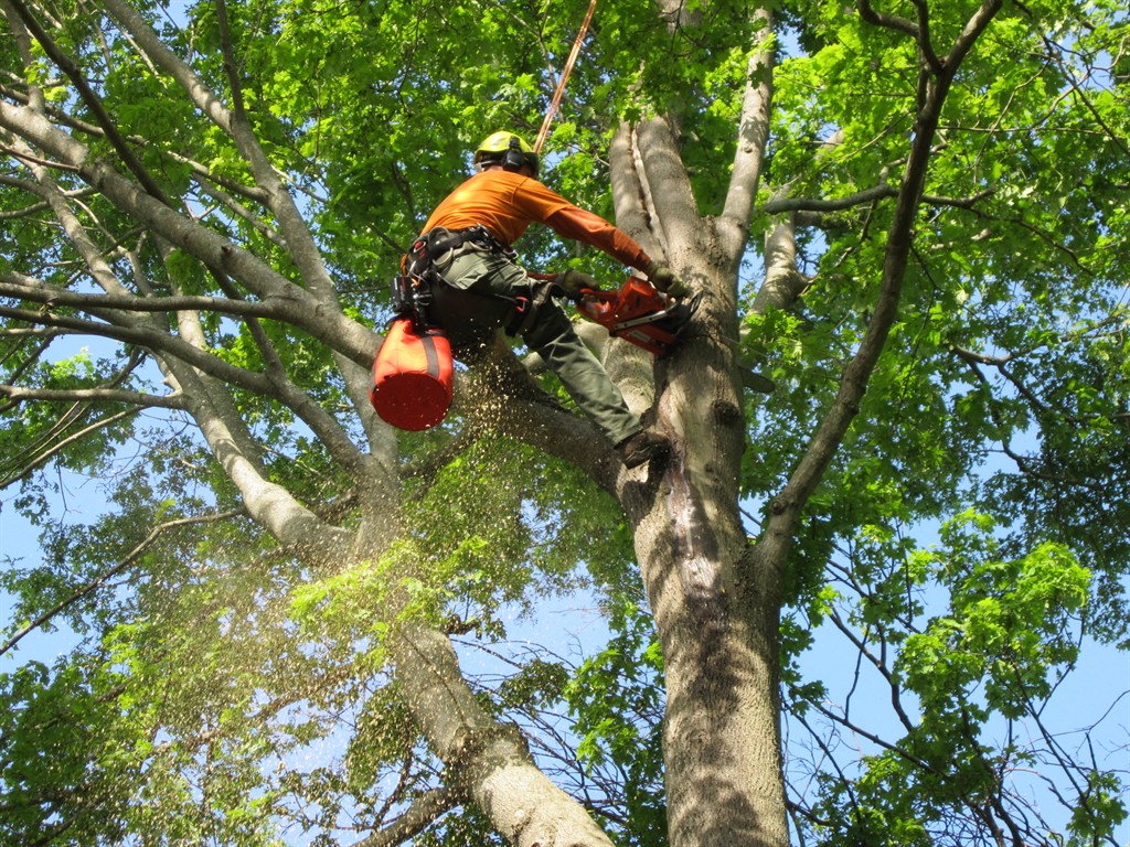 Tree Service for Schools, Parks, and Public Spaces
